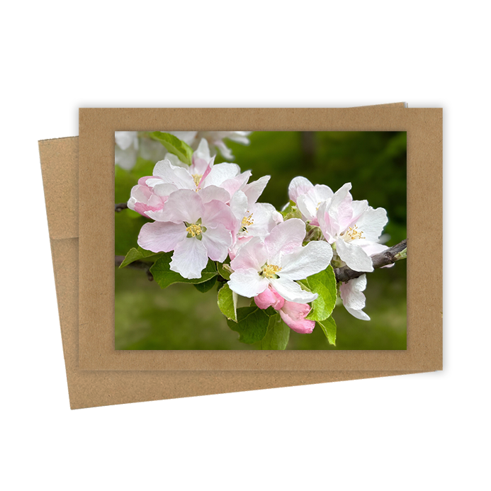 "Apple Blossoms" Handmade 5x7 Greeting Card