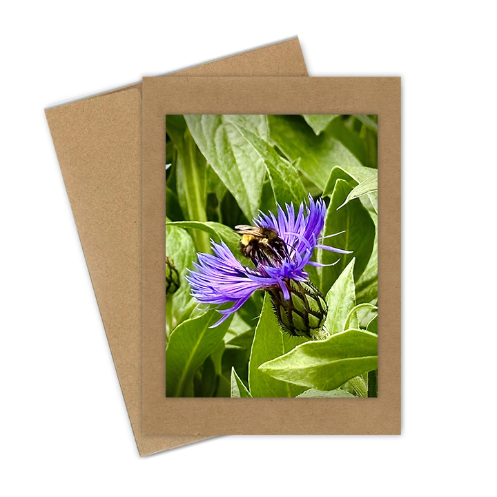 "Bee on Cornflower" Handmade 5x7 Greeting Card