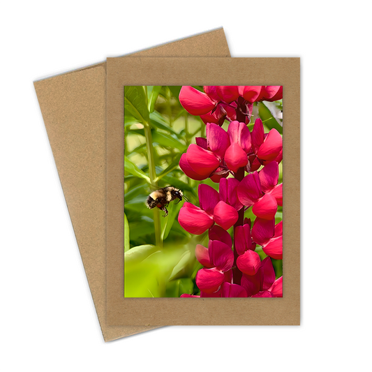 "Bee with Pink Lupine" Handmade 5x7 Greeting Card