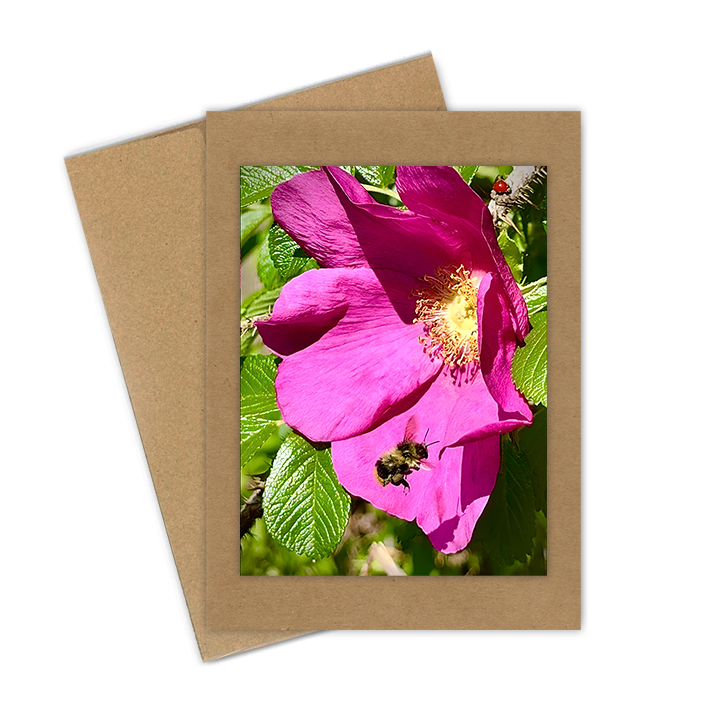 "Bee with Rock Rose" Handmade 5x7 Greeting Card