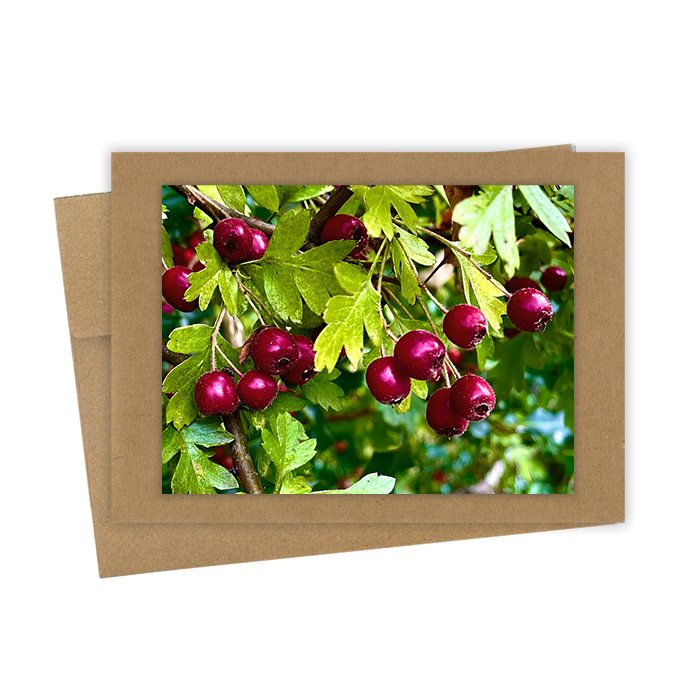 "Red Berries" Handmade 5x7 Greeting Card