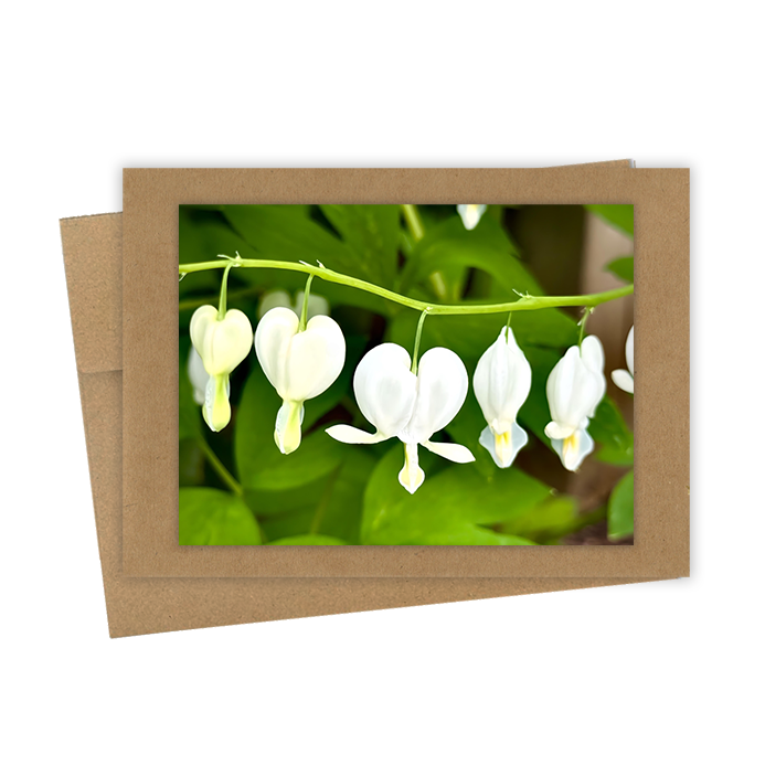 "White Bleeding Hearts" Handmade 5x7 Greeting Card