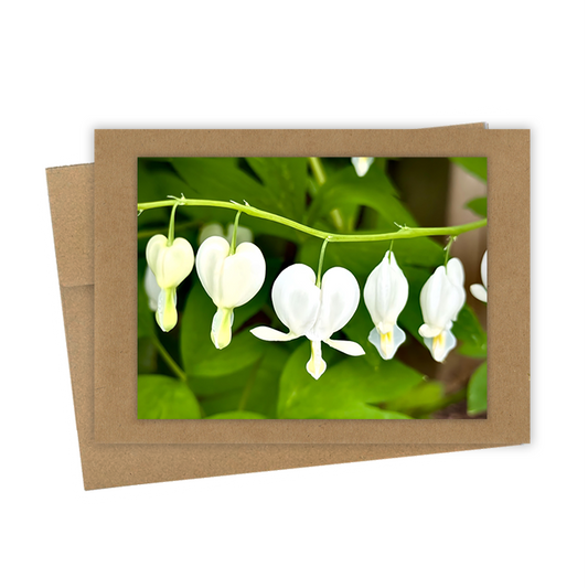 "White Bleeding Hearts" Handmade 5x7 Greeting Card