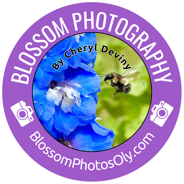 Blossom Photography by Cheryl Deviny