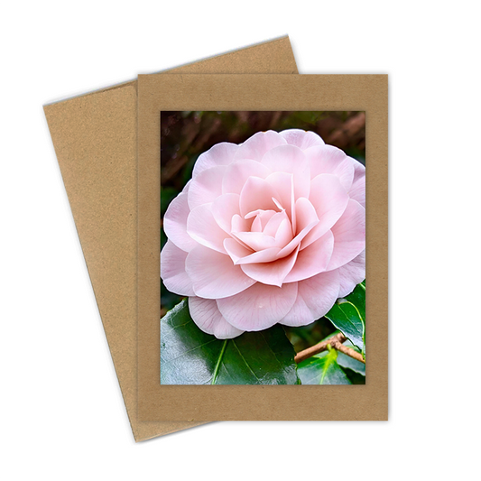 "Camelian, Blush"  Handmade 5x7 Greeting Card