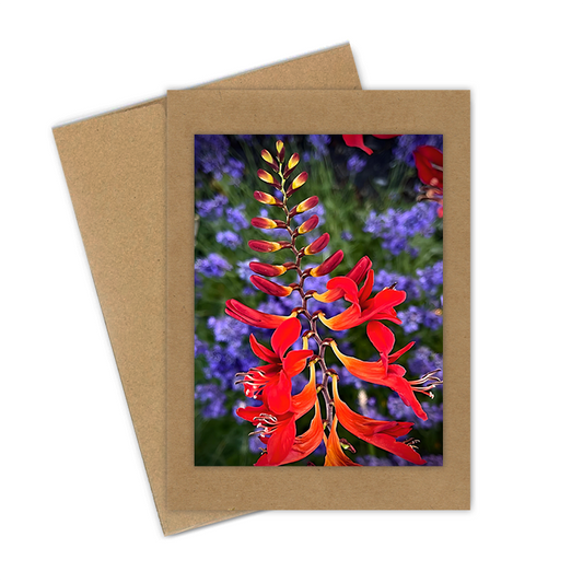 "Crocosmia Diablo" Handmade 5x7 Greeting Card