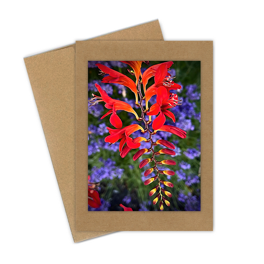 "Crocosmia Diablo" Handmade 5x7 Greeting Card