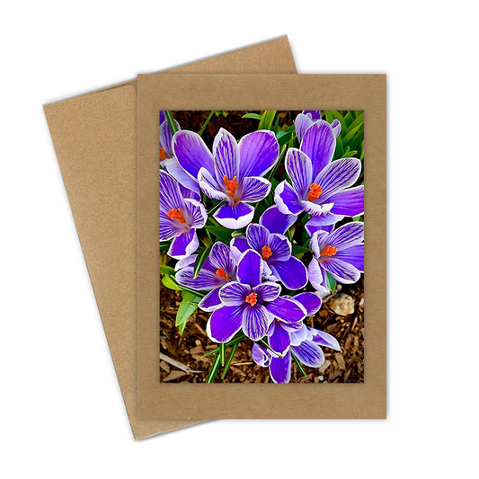 "Purple Striated Crocus"  Handmade 5x7 Greeting Card