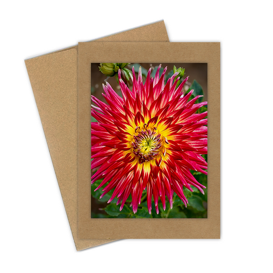 "Red & Yellow Dahlia"  Handmade 5x7 Greeting Card