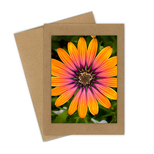 "African Daisy"  Handmade 5x7 Greeting Card