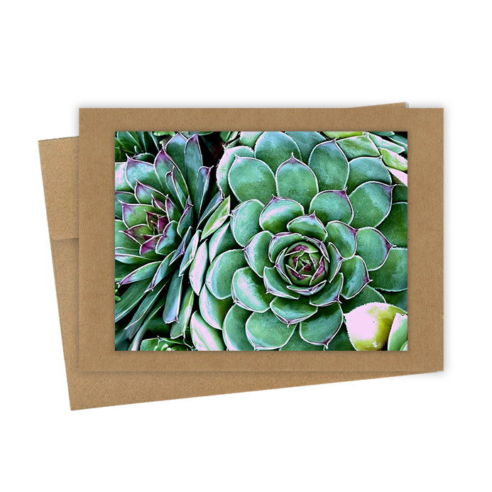 "Houseleek" Handmade 5x7 Greeting Card