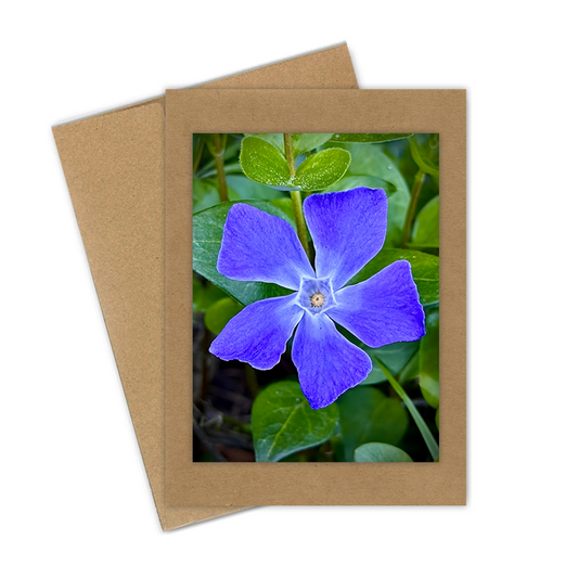 "Periwinkle"  Handmade 5x7 Greeting Card