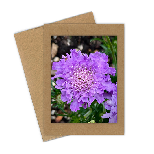 "Pincushion Flower, Lavender"  Handmade 5x7 Greeting Card