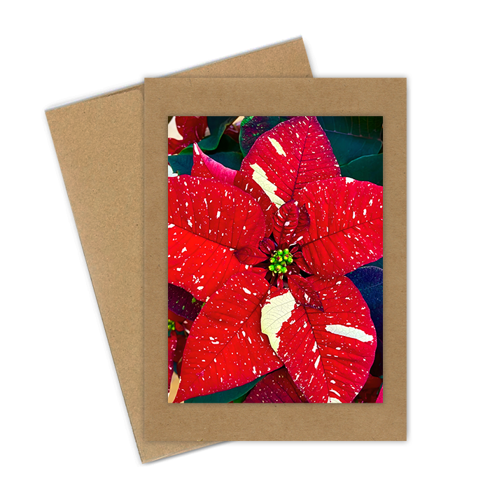 "Red & White Poinsettia"  Handmade 5x7 Greeting Card