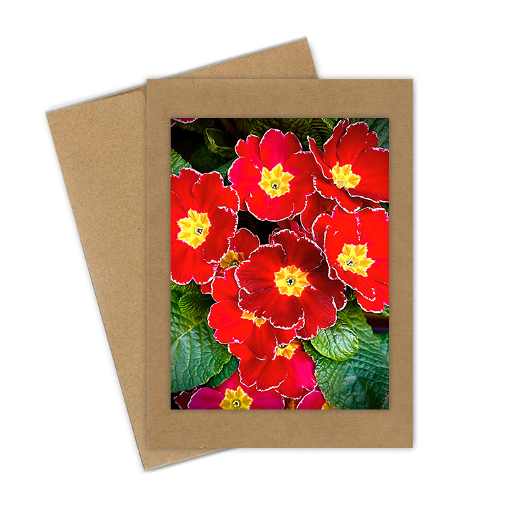 "Red & White Primrose" Handmade 5x7 Greeting Card
