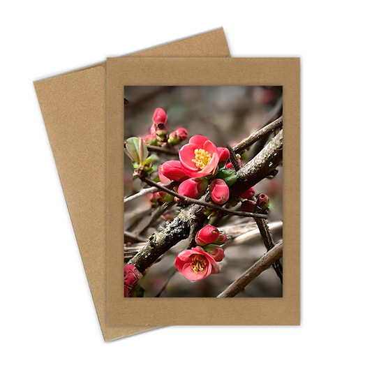 "Quince Bud"  Handmade 5x7 Greeting Card