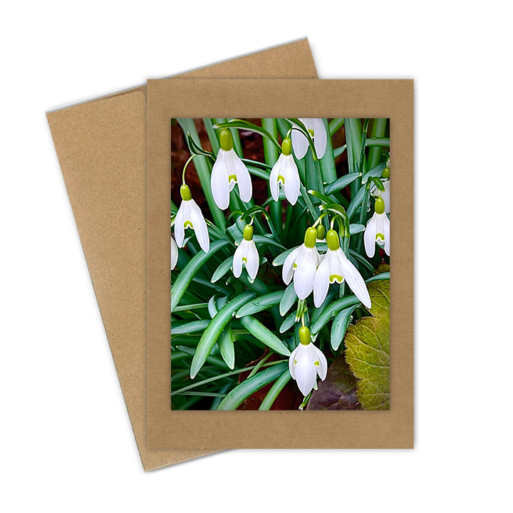 "Snow Drops"  Handmade 5x7 Greeting Card