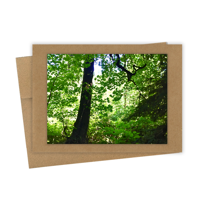 "Spring Forrest"  Handmade 5x7 Greeting Card