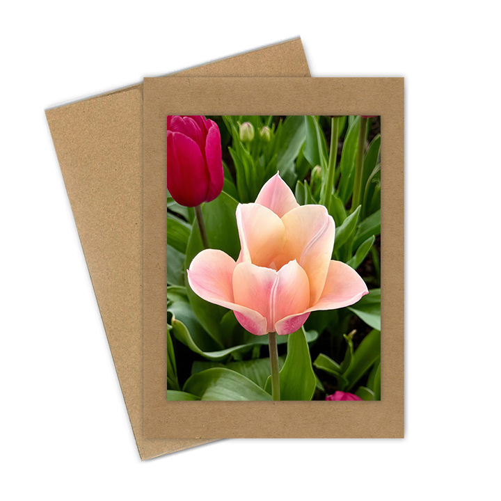 "Tulip Blush"  Handmade 5x7 Greeting Card