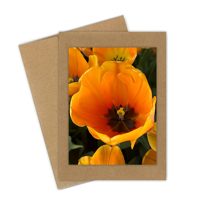 "Tulip, Orange Single"  Handmade 5x7 Greeting Card