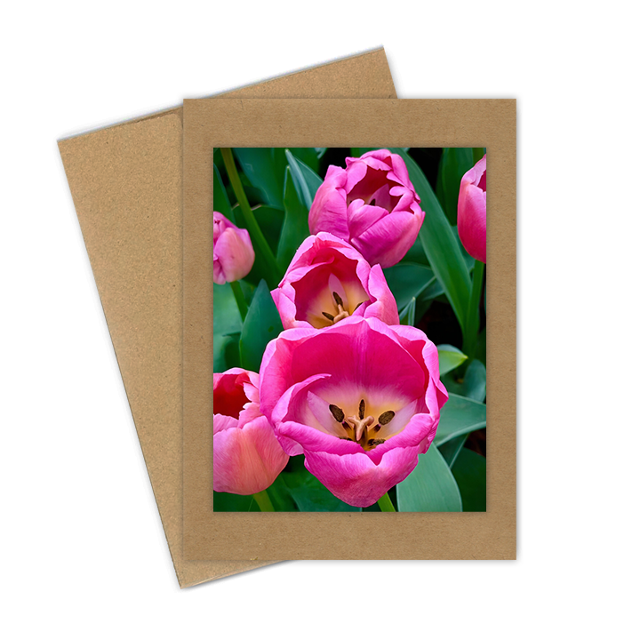 "Tulip, Pink Trio"  Handmade 5x7 Greeting Card