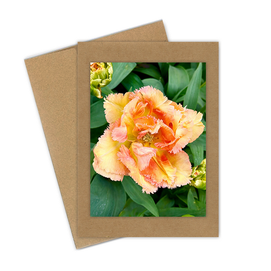 "Tulip, Yellow Fringe"  Handmade 5x7 Greeting Card