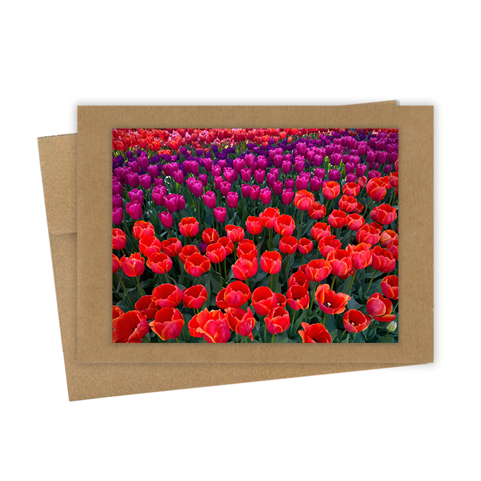 "Tulips, Red Fields"  Handmade 5x7 Greeting Card