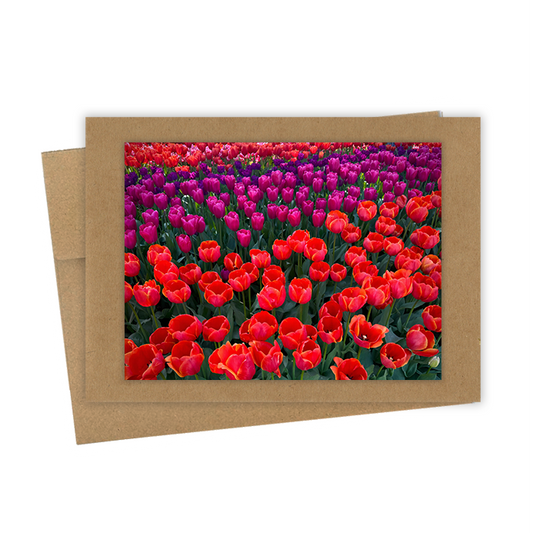 "Tulips, Red Fields"  Handmade 5x7 Greeting Card