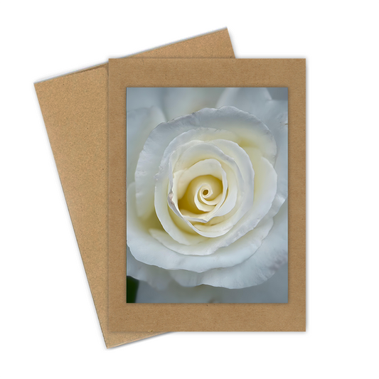 "White Rose"  Handmade 5x7 Greeting Card